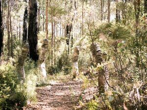 Understory Art and Nature Trail Photo by Jeremy Crome